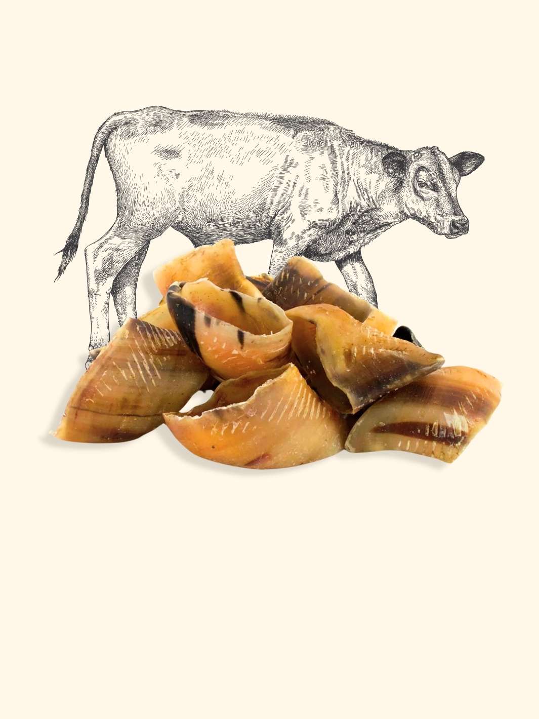 Sabot de veau chien