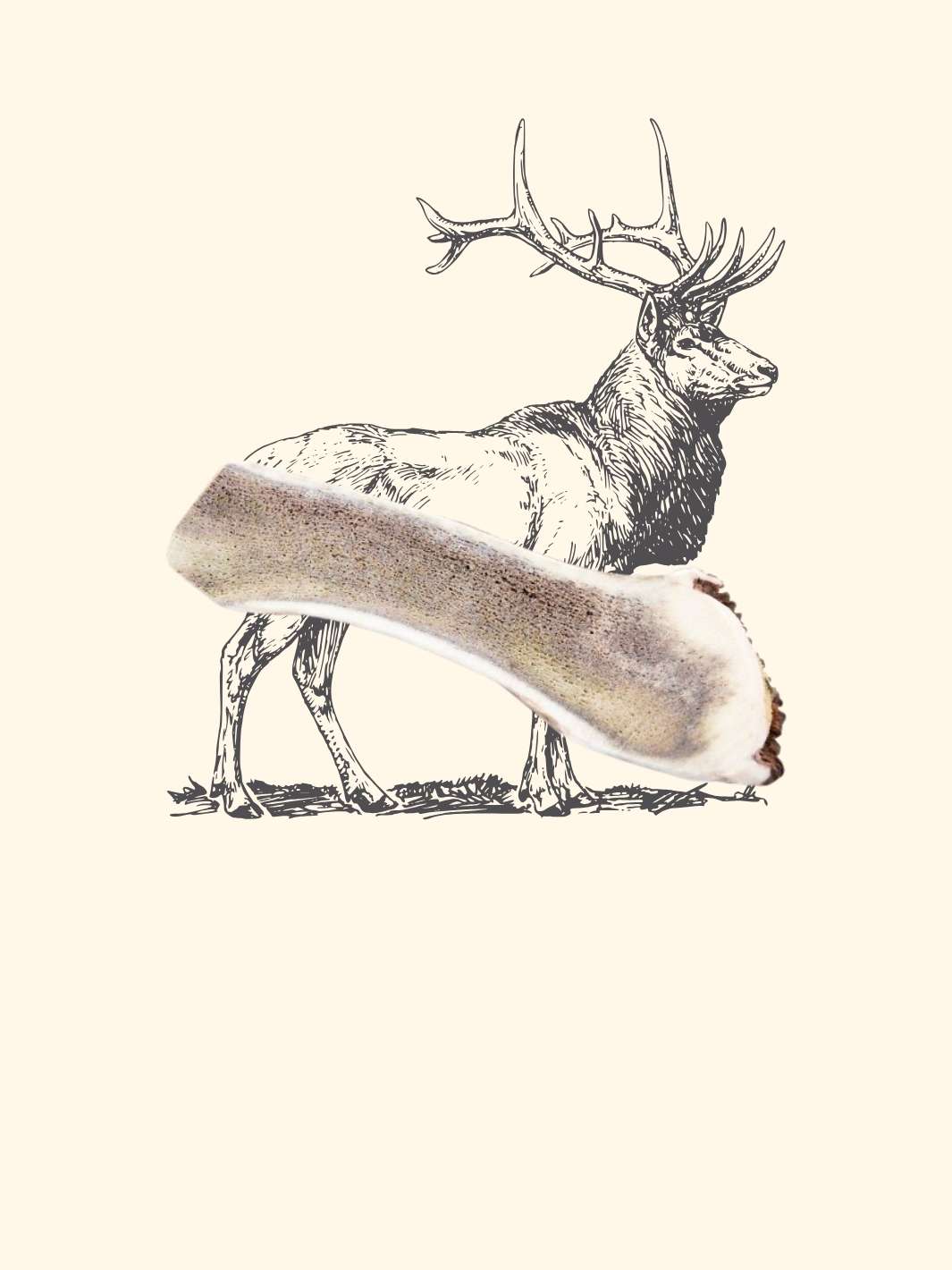 Bois de cerf tranché chien