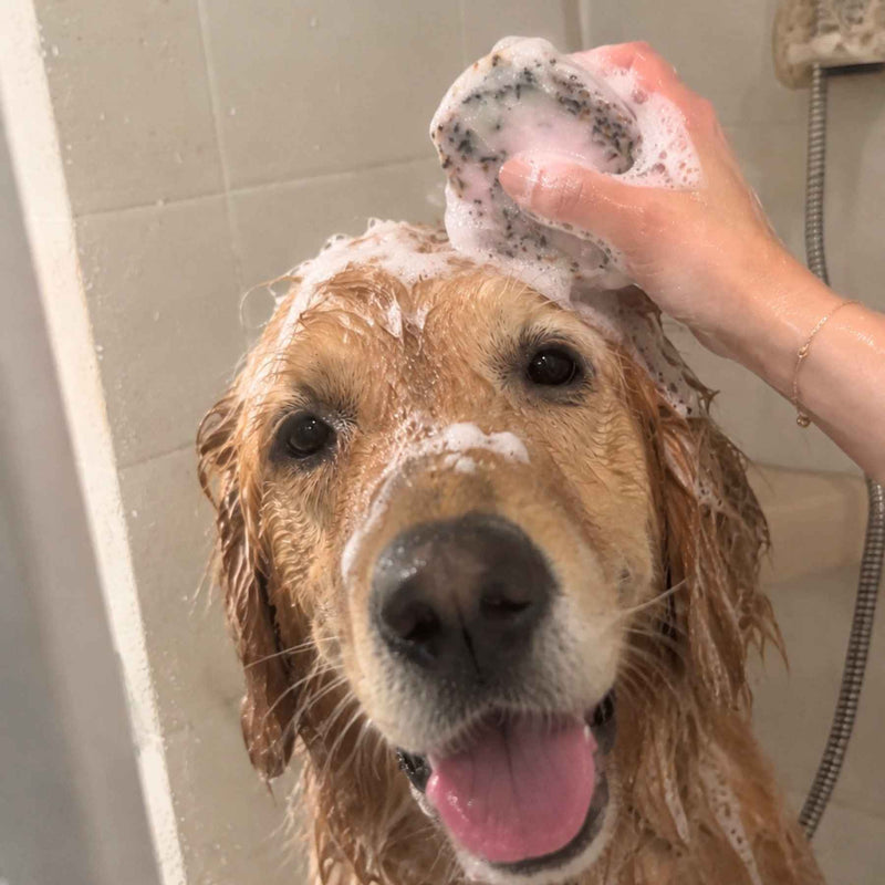 Shampoing anti puce chien