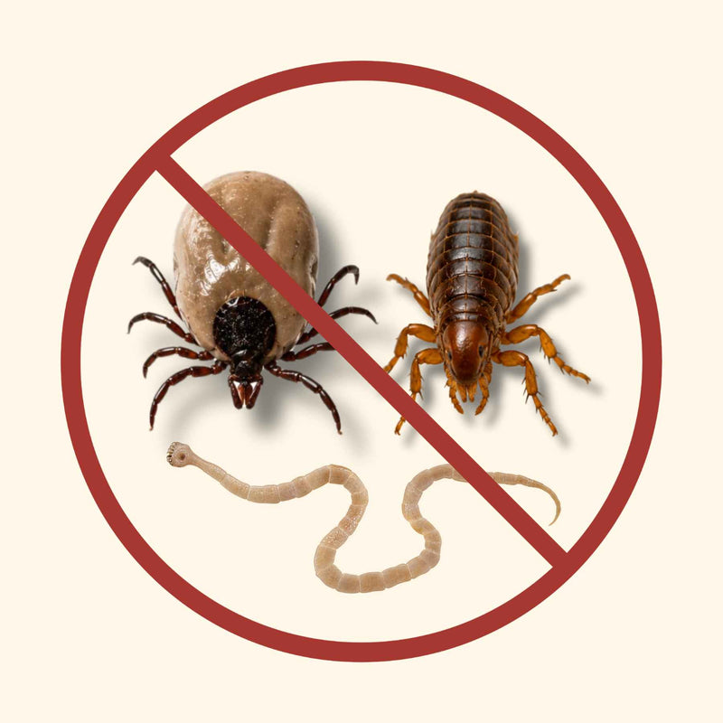 Antiparasitaire chien