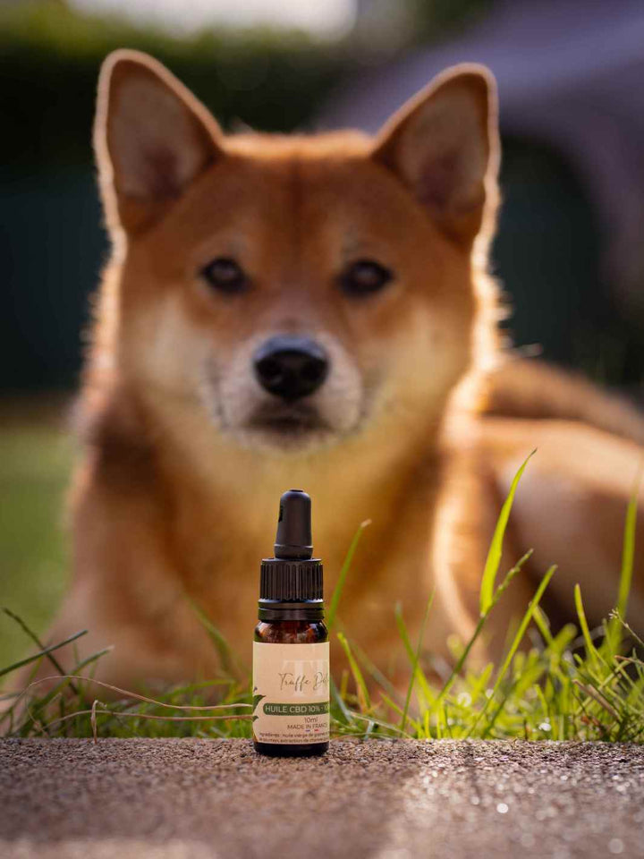 Huile CBD chien