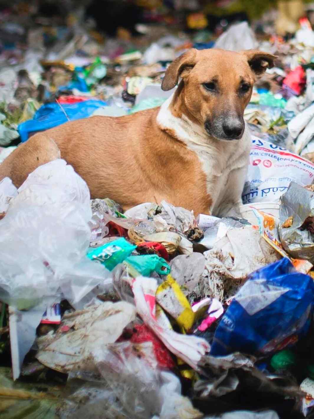 Marque chien ecoresponsable