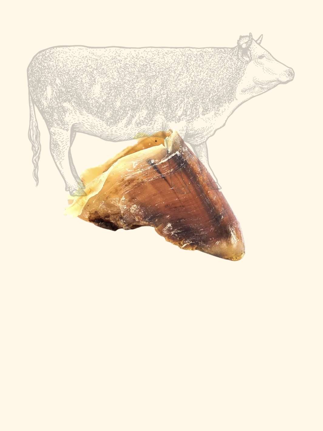 Sabot de bœuf - friandise_naturelle_pour_chien - TRUFFE DÉLICE