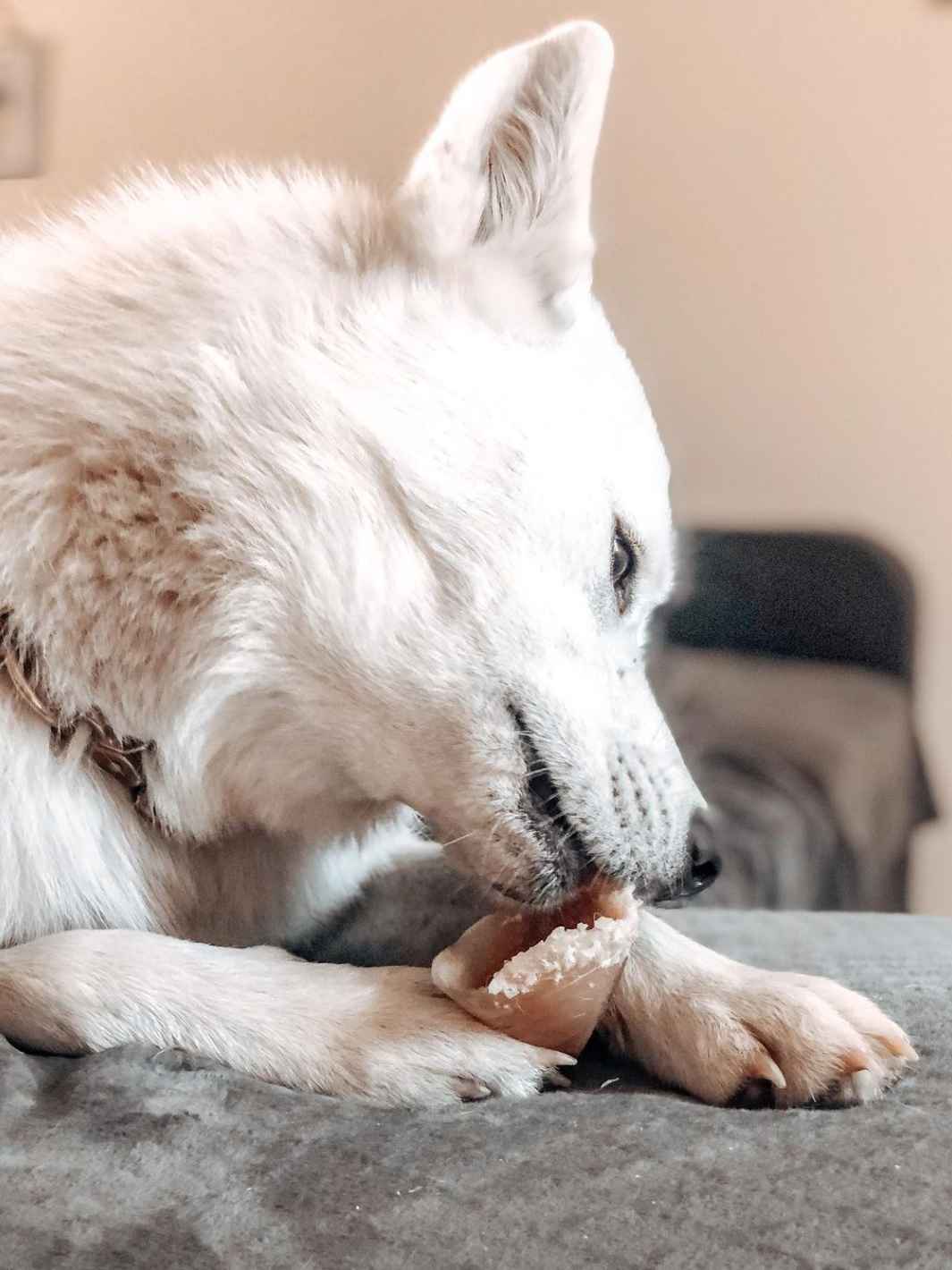 Sabot de veau garni - #friandise_naturelle_pour_chien# - TRUFFE DÉLICE