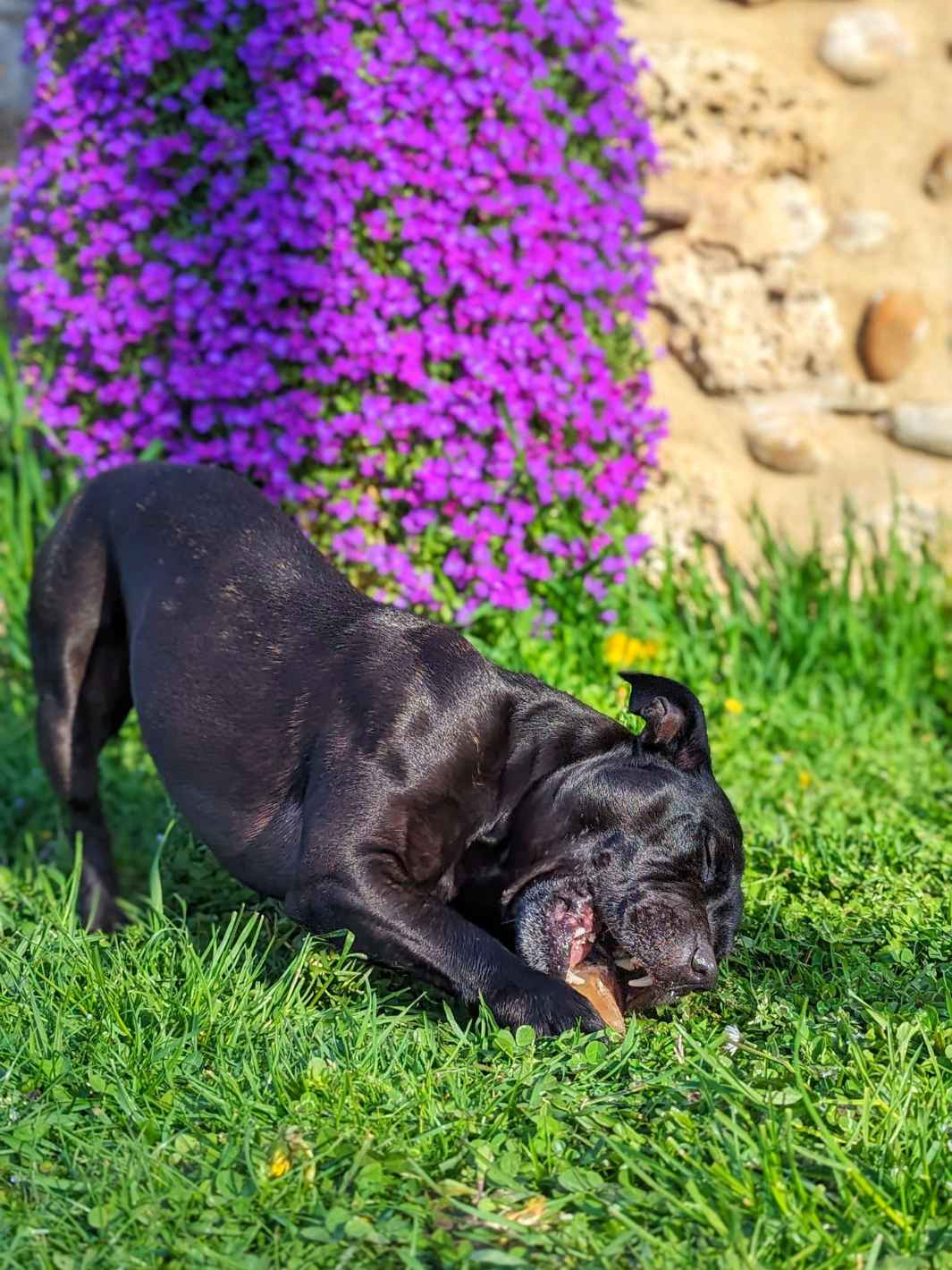 Sabot de veau chien
