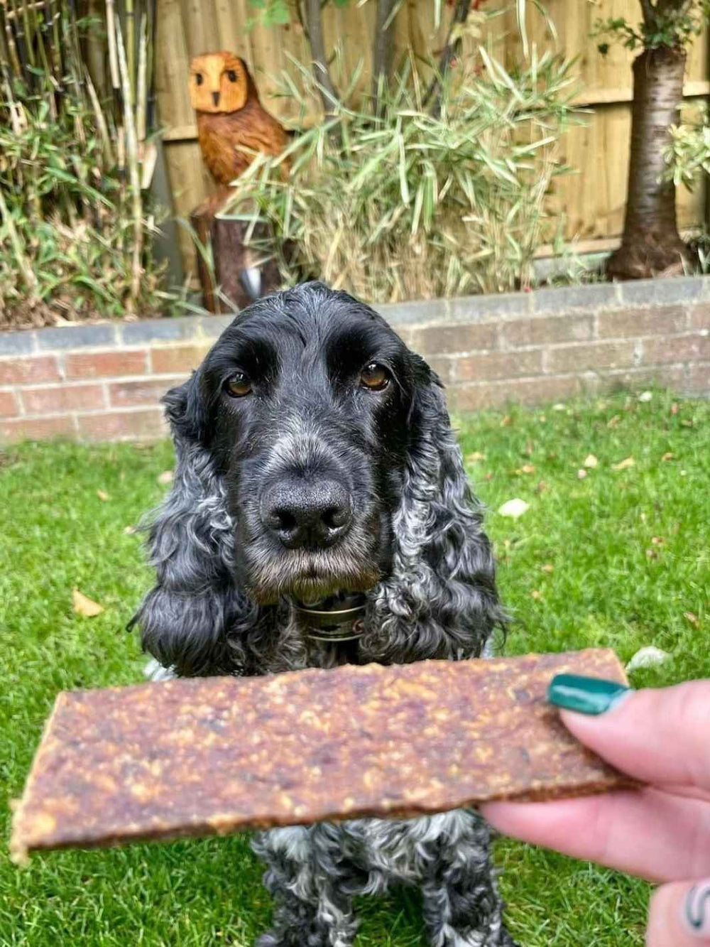 Lamelles d'agneau - #friandise_naturelle_pour_chien# - Truffe delice