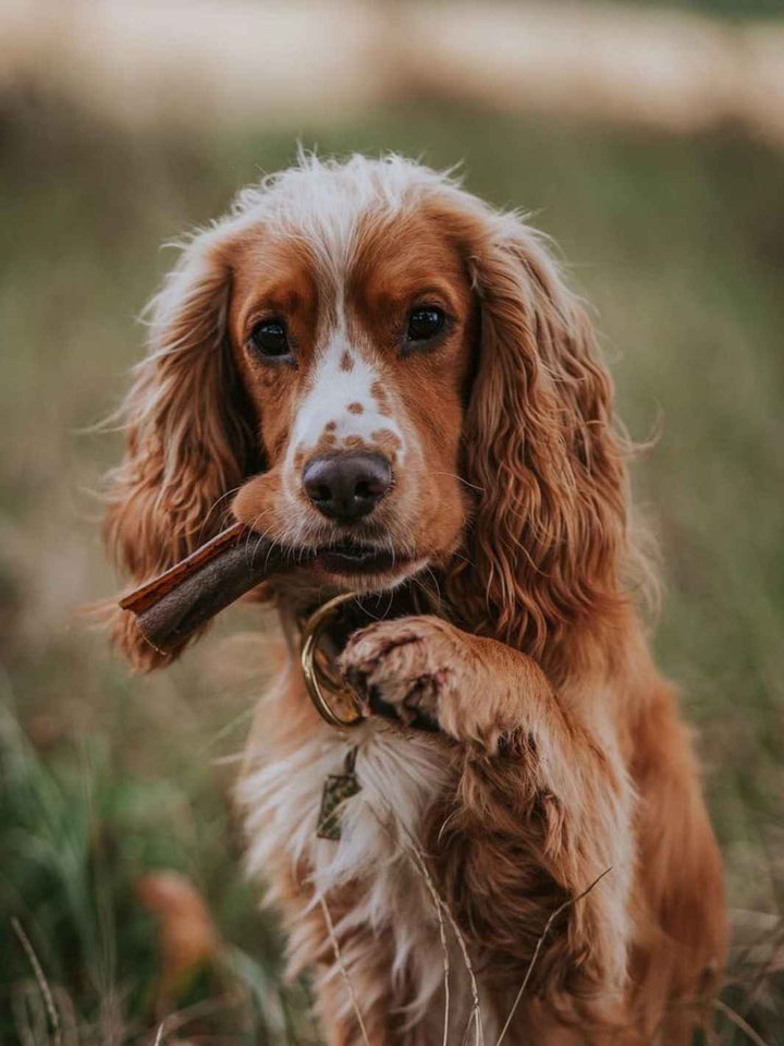 Peaux de bœuf - #friandise_naturelle_pour_chien# - Truffe delice