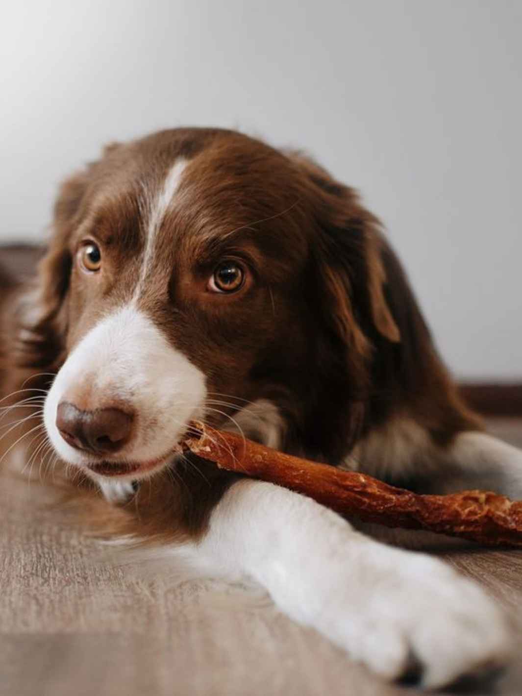 Peaux de bœuf - #friandise_naturelle_pour_chien# - Truffe delice