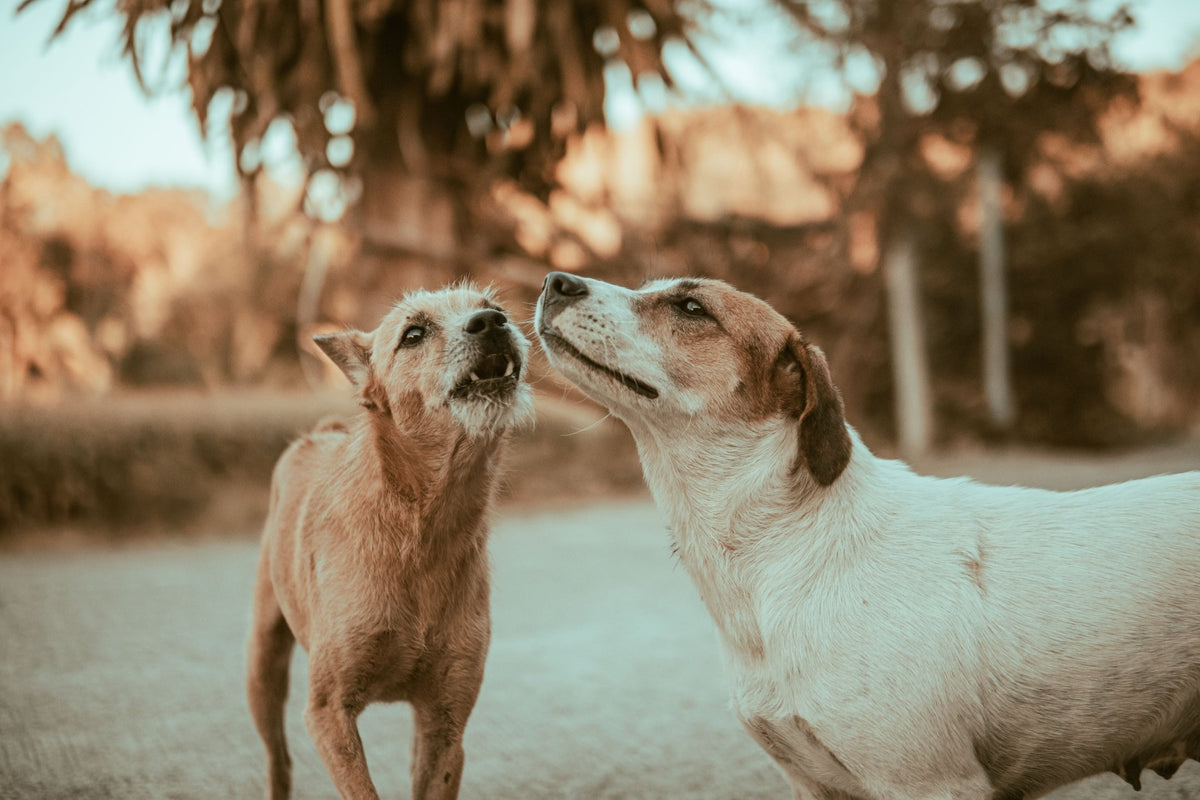 Aboiements du chien : comprendre les causes et solutions efficaces pour les stopper - TRUFFE DÉLICE