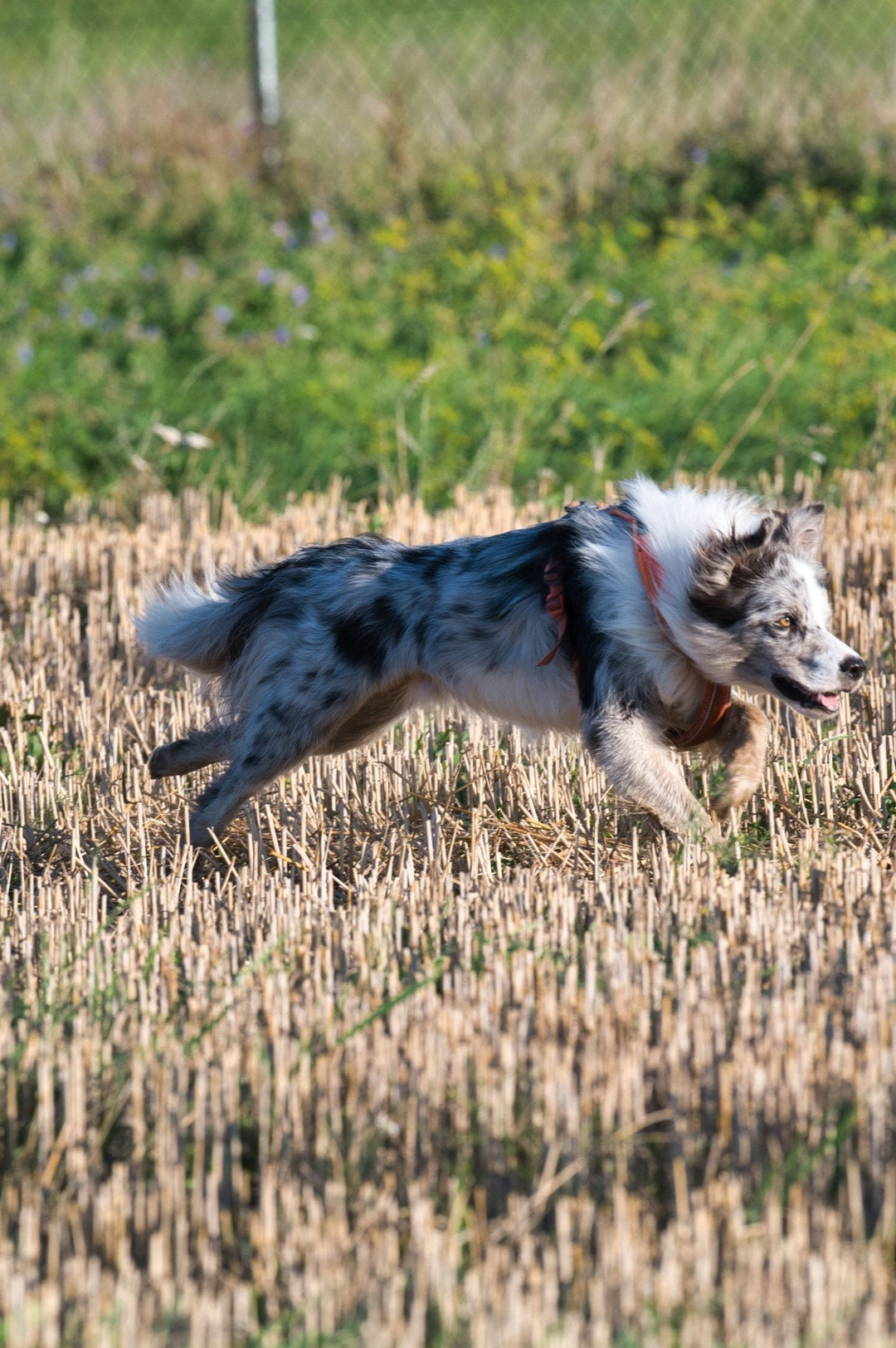 Activité canine : top 9 des sports et loisirs à faire avec son chien - TRUFFE DÉLICE