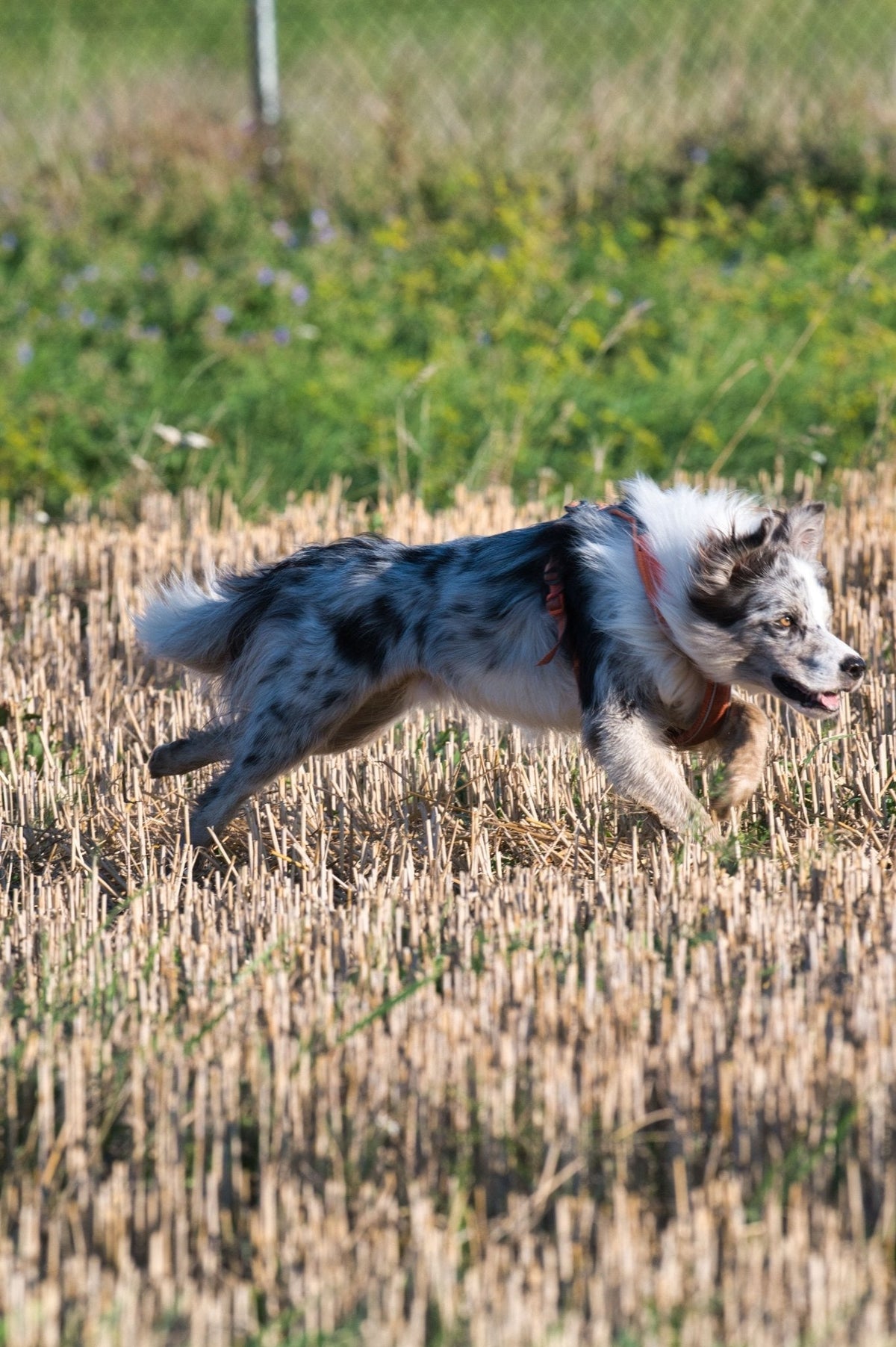 Activité canine : top 9 des sports et loisirs à faire avec son chien - TRUFFE DÉLICE