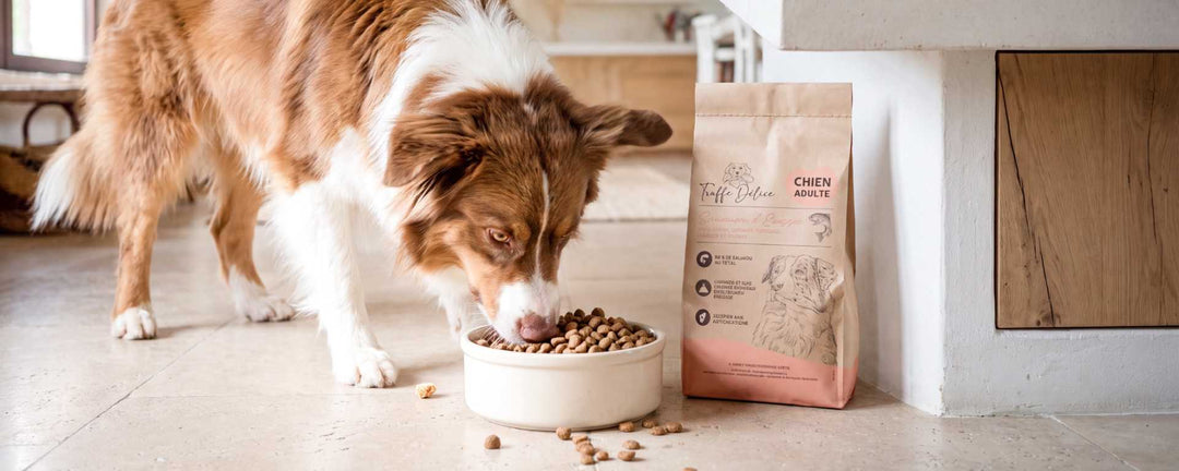 Allergie alimentaire du chien : symptômes, diagnostic et alimentation adaptée - TRUFFE DÉLICE