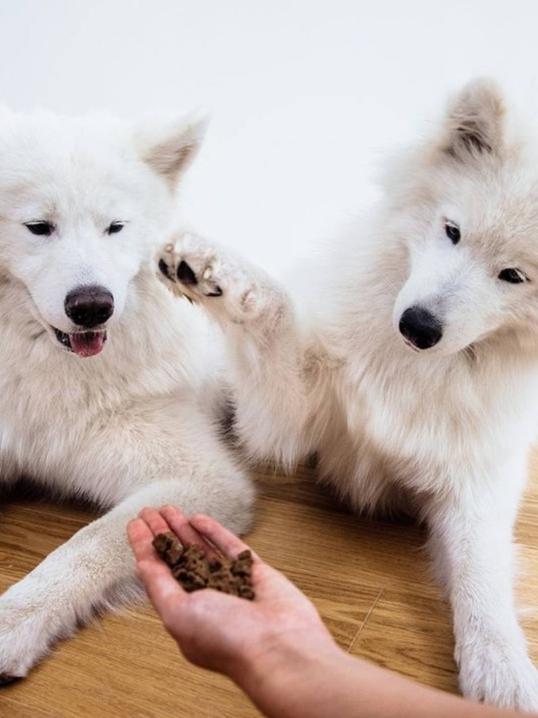 Chien en automne : 10 précautions à prendre pour protéger votre compagnon - TRUFFE DÉLICE