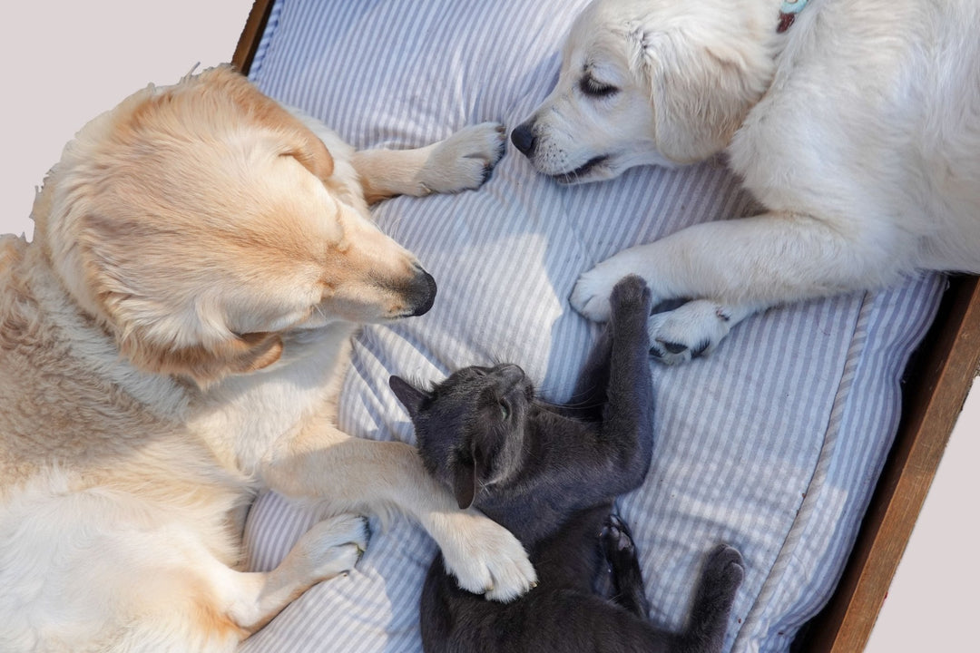 Cohabitation chien chat : le guide étape par étape pour une entente harmonieuse - TRUFFE DÉLICE