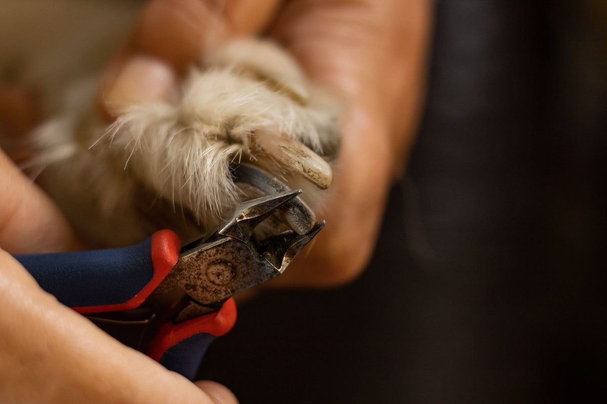 Comment couper les griffes de son chien ? Technique, matériel et conseils pas à pas - TRUFFE DÉLICE