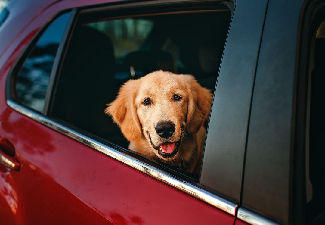 Comment transporter un gros chien en voiture ? Équipements, loi et conseils de sécurité - TRUFFE DÉLICE
