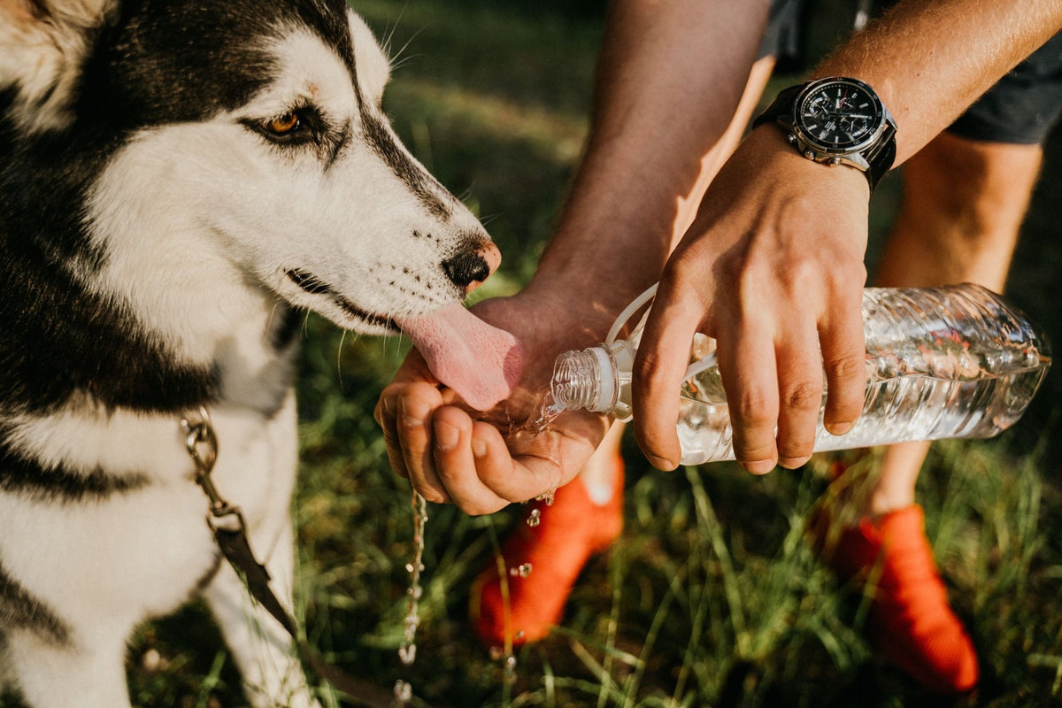 Déshydratation du chien : symptômes, causes et que faire en urgence - TRUFFE DÉLICE