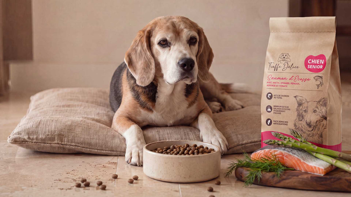Faire grossir son chien : aliments, rations et erreurs à éviter - TRUFFE DÉLICE