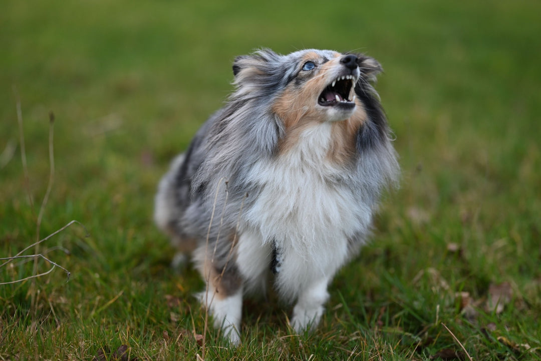Grognement du chien : ce qu'il signifie vraiment et comment réagir - TRUFFE DÉLICE