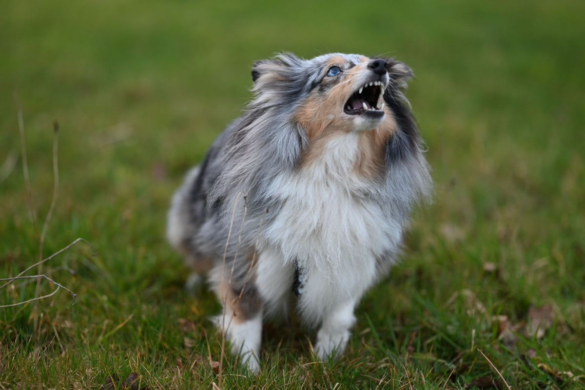 Grognement du chien : ce qu'il signifie vraiment et comment réagir - TRUFFE DÉLICE