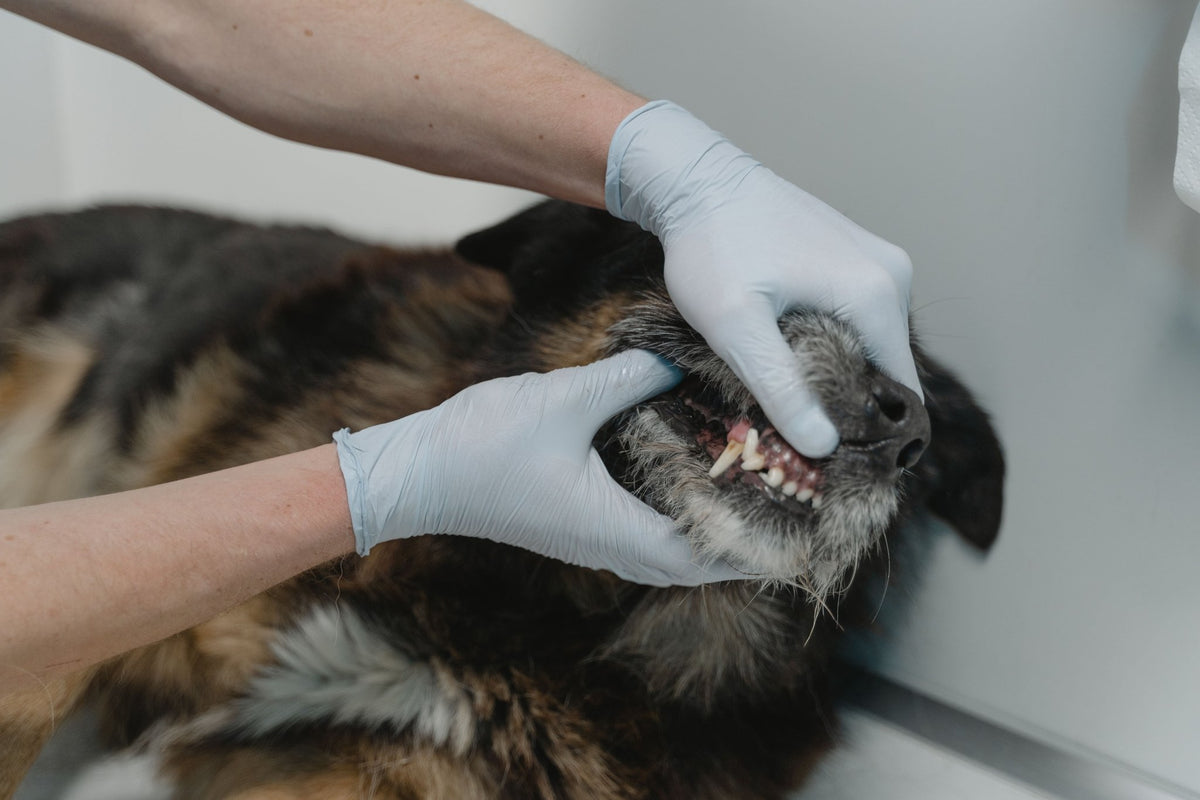 Leptospirose du chien : symptômes, traitement, vaccination et risques pour l’homme - TRUFFE DÉLICE