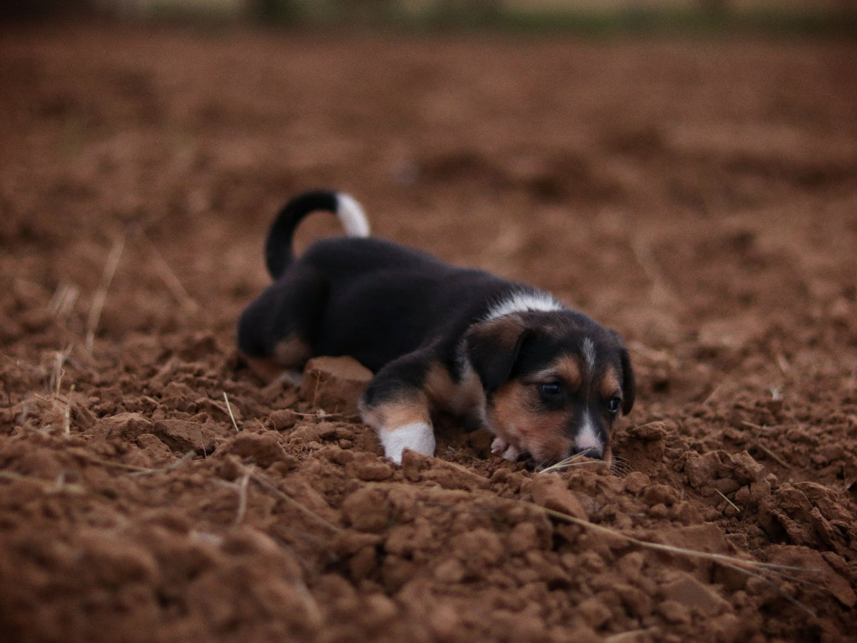 Terre de diatomée pour chien : utilisation, dosage et bienfaits anti-parasites - TRUFFE DÉLICE