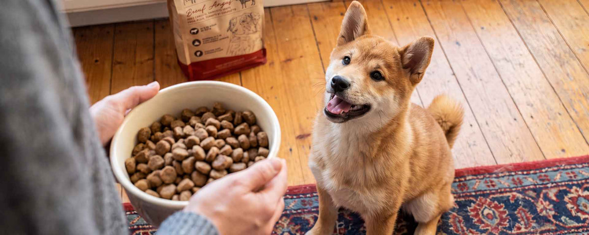 Croquettes chien