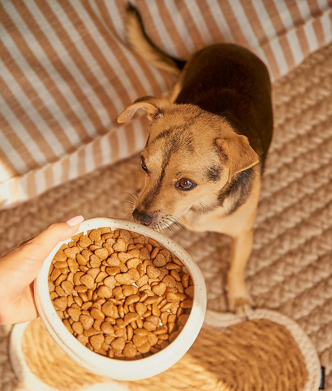 Croquettes pour petit chien - TRUFFE DÉLICE