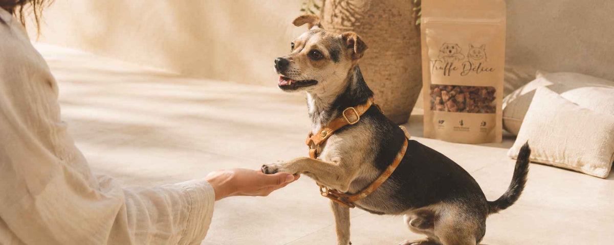 Friandises pour chien - TRUFFE DÉLICE