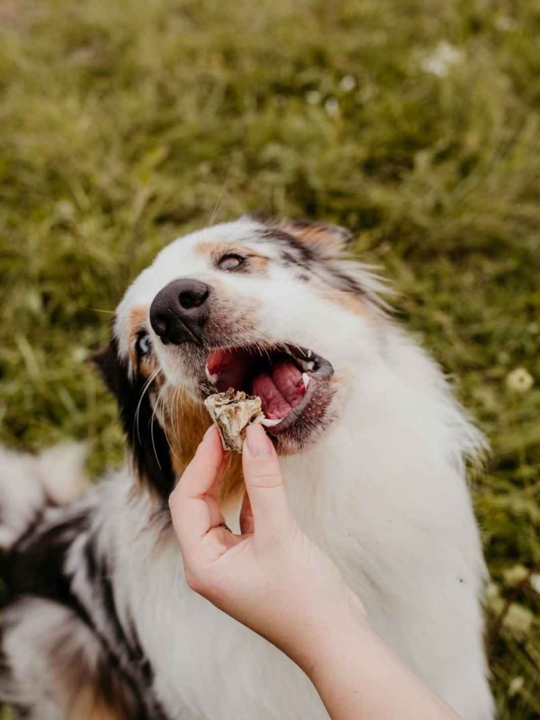 L’Instant Délicat - TRUFFE DÉLICE