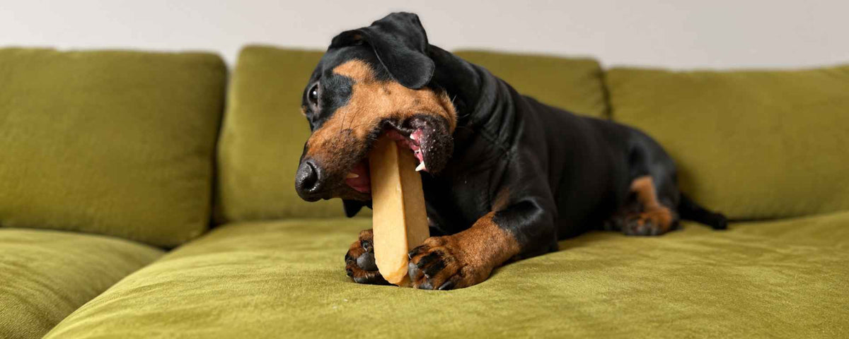 Mastication chien
