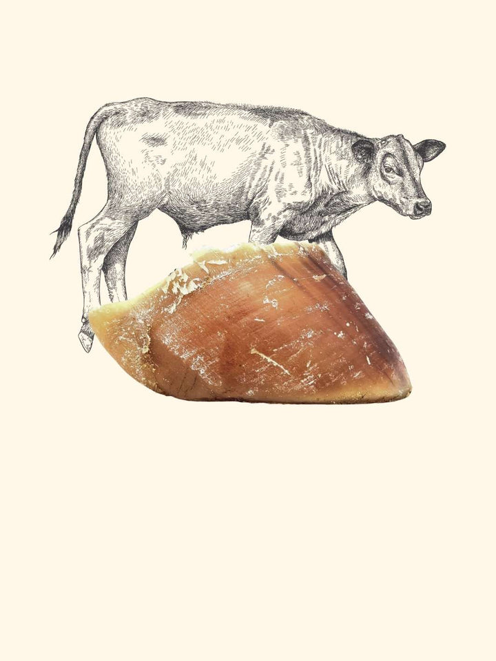 Sabot de veau chien