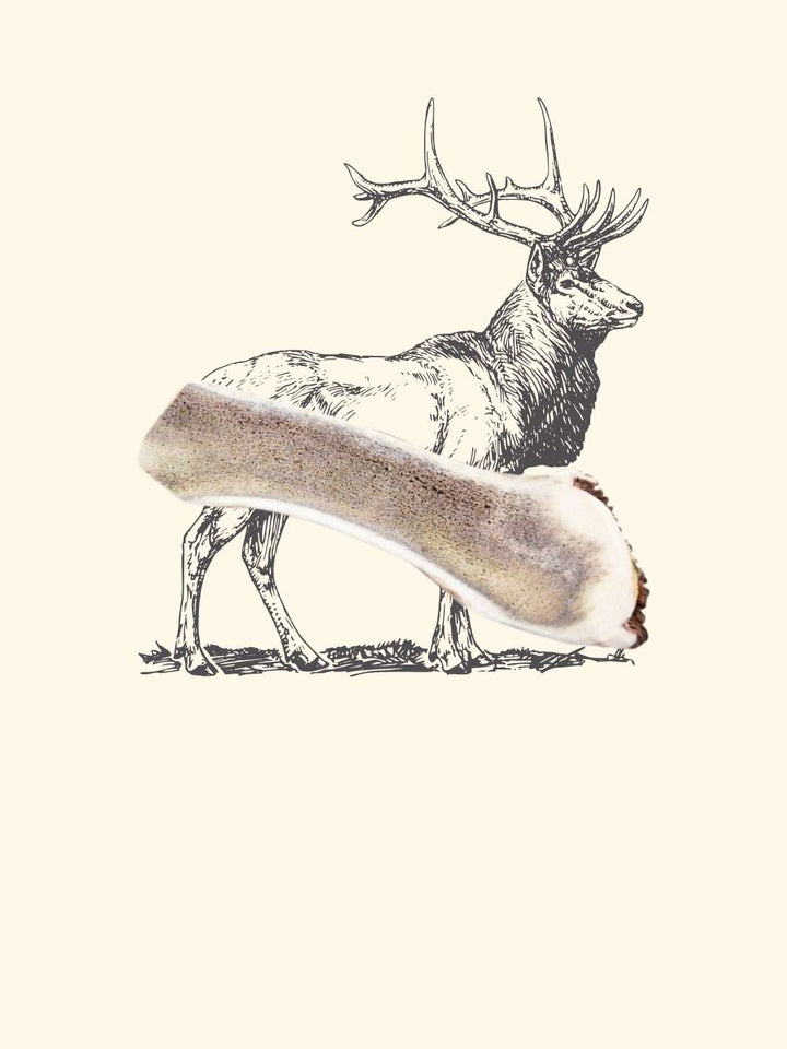 Bois de cerf tranché chien