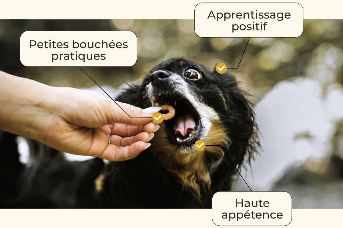 Crevettes chien