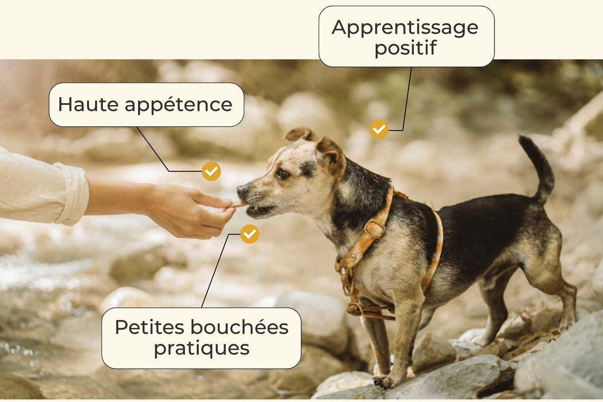 Moules chien