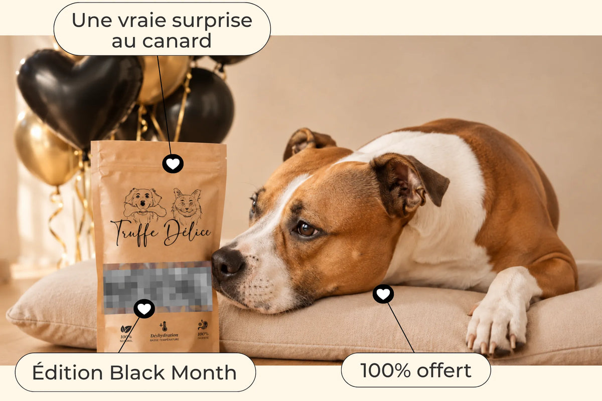 Cadeau mystère 🎁