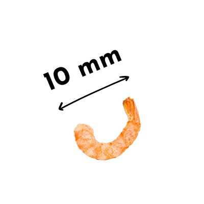 Crevettes chien