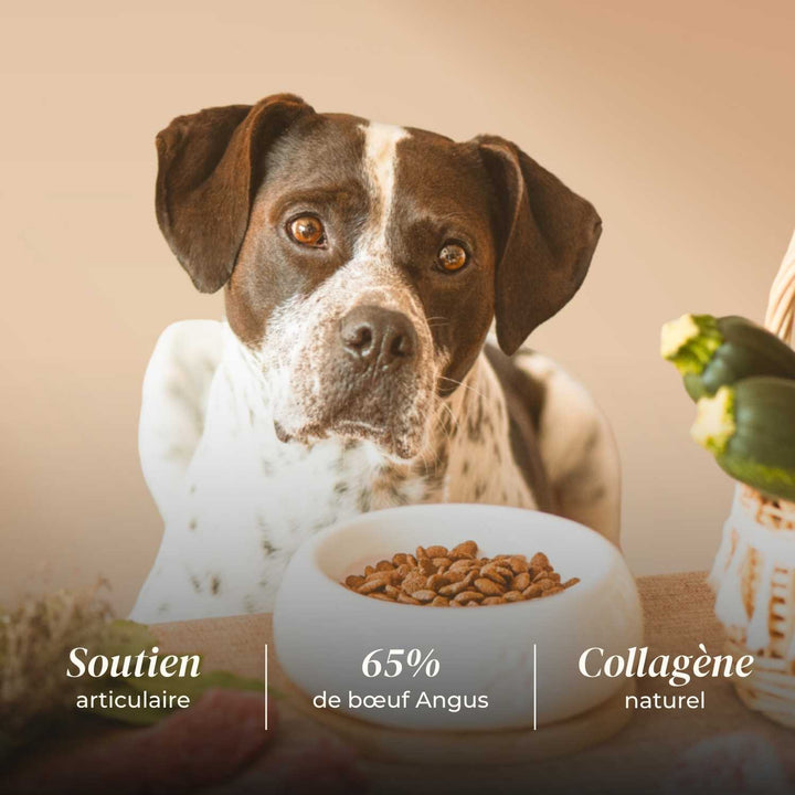 Croquettes chien adulte - Bœuf Angus