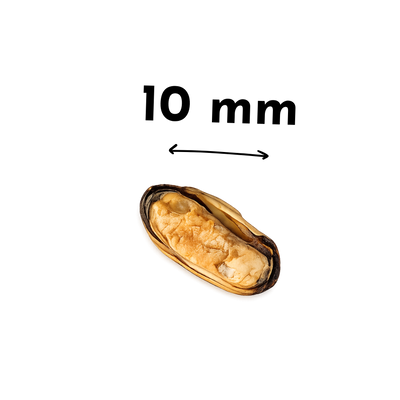 Moules chien