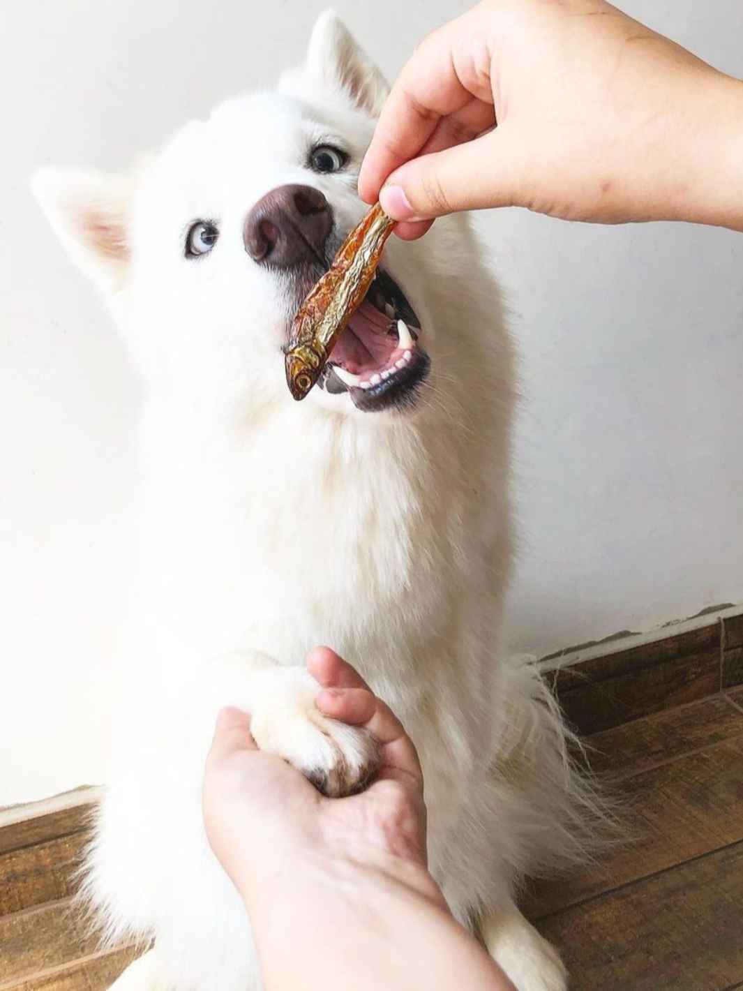 Anchois