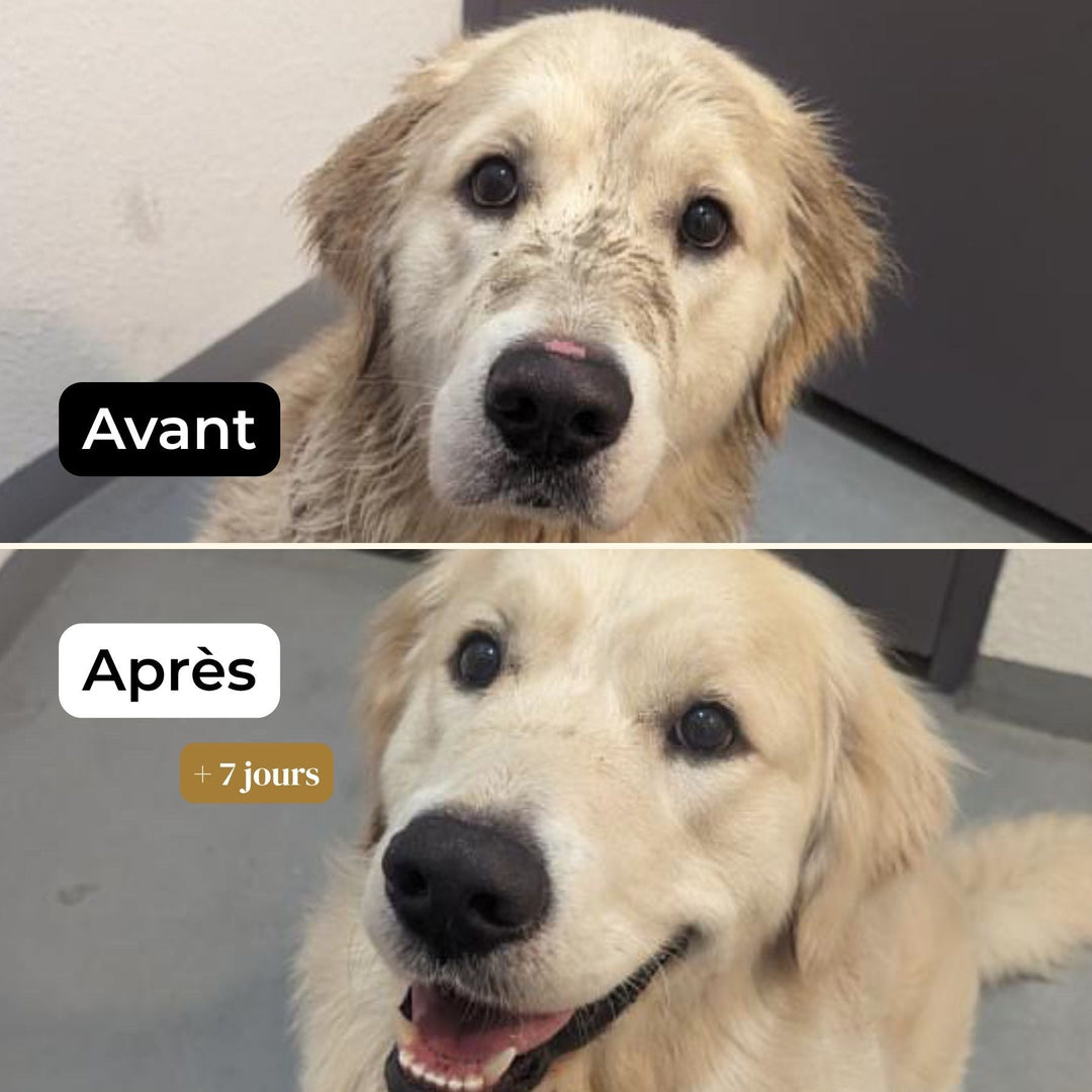 Baume truffe soyeuse - friandise_naturelle_pour_chien - TRUFFE DÉLICE