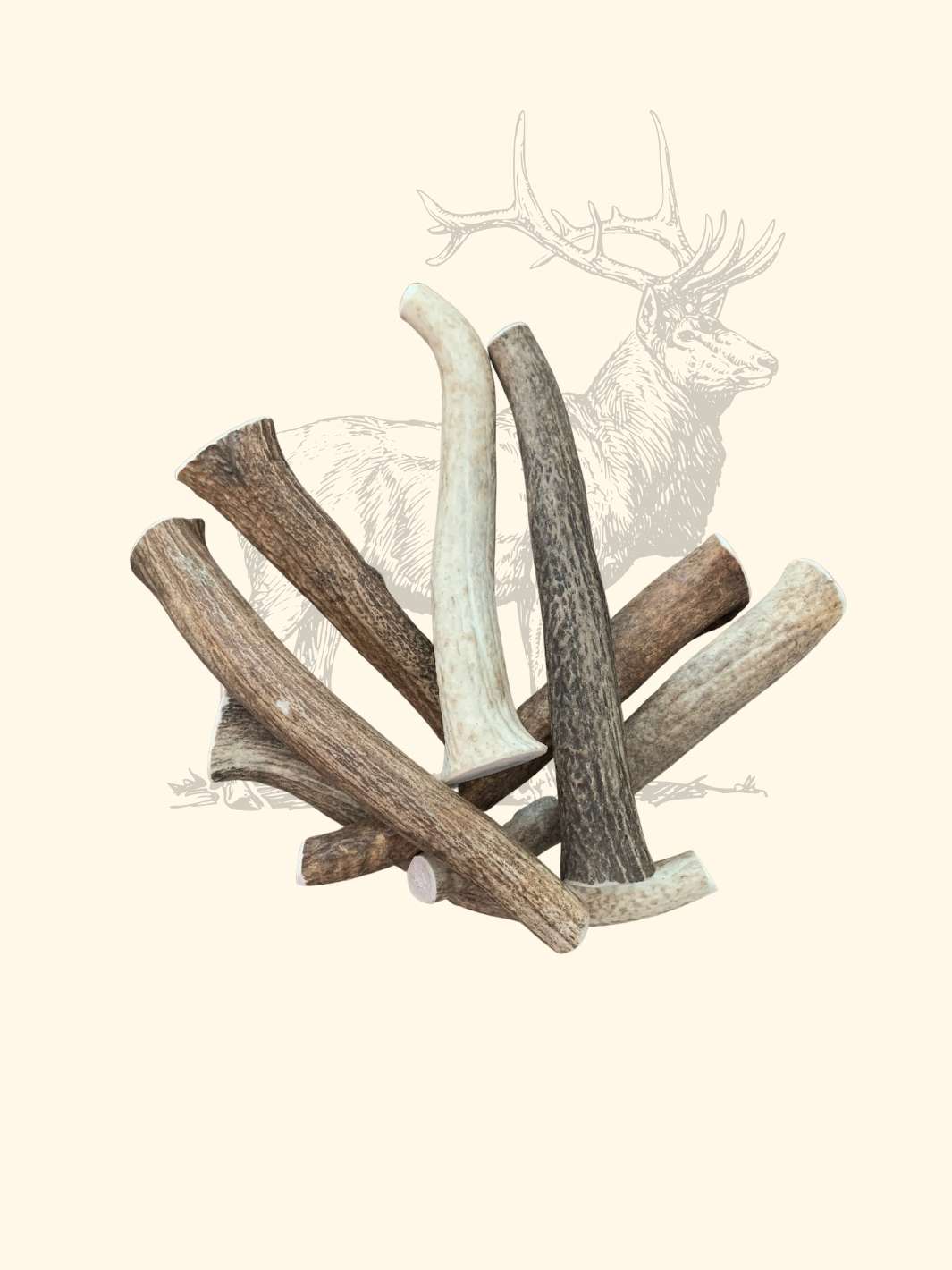 Bois de cerf chien - friandise_naturelle_pour_chien - TRUFFE DÉLICE