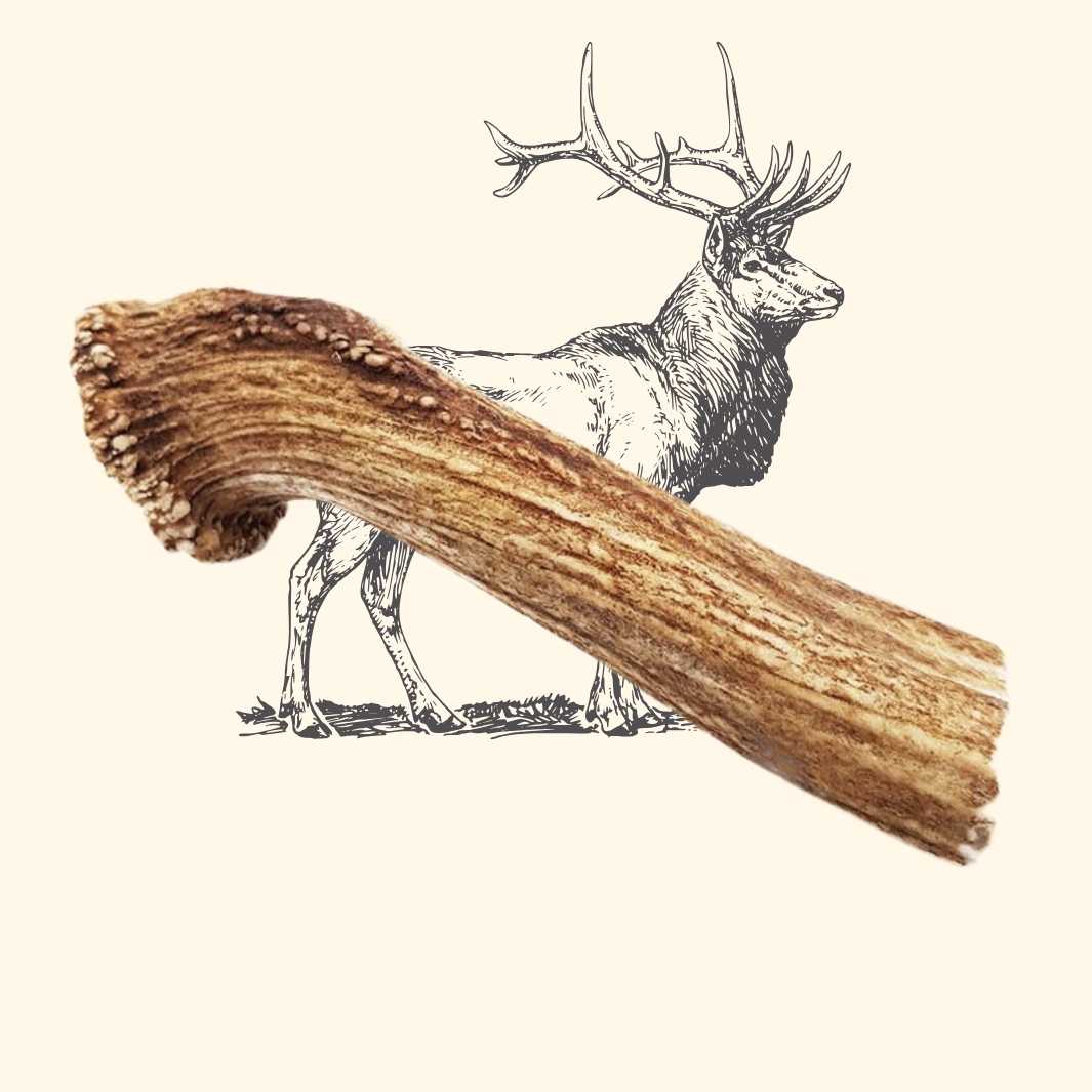 Bois de cerf chien - friandise_naturelle_pour_chien - TRUFFE DÉLICE