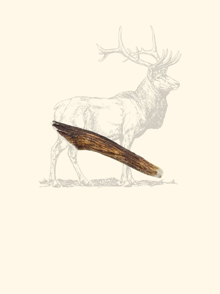Bois de cerf chien - friandise_naturelle_pour_chien - TRUFFE DÉLICE