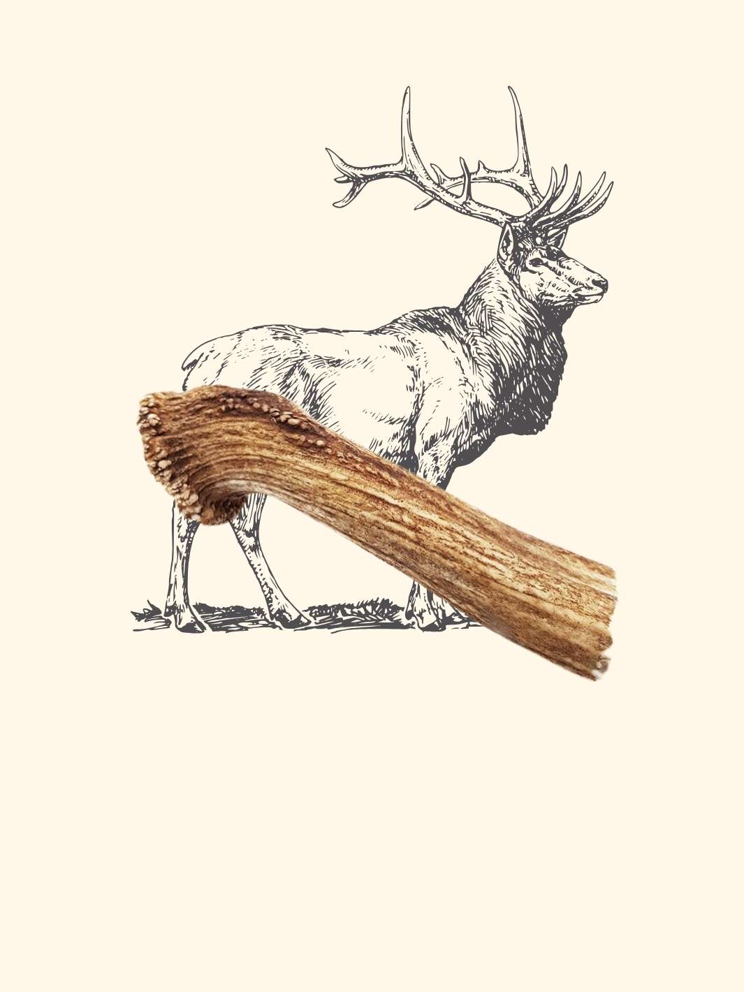 Bois de cerf chien - friandise_naturelle_pour_chien - TRUFFE DÉLICE