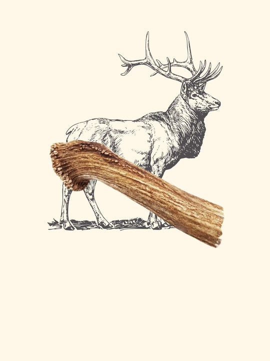 Bois de cerf chien