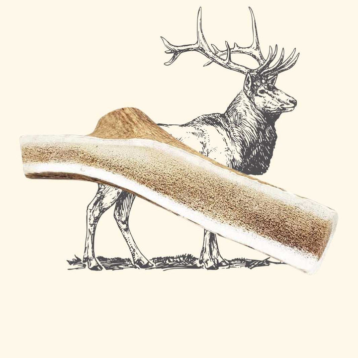 Bois de cerf tranché chien - friandise_naturelle_pour_chien - TRUFFE DÉLICE