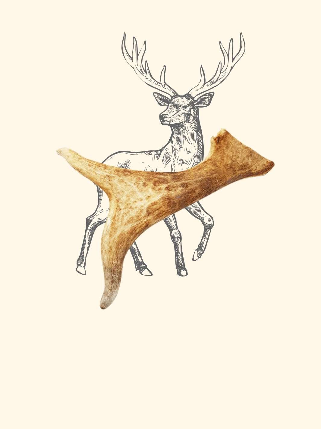 Bois de daim - friandise_naturelle_pour_chien - TRUFFE DÉLICE