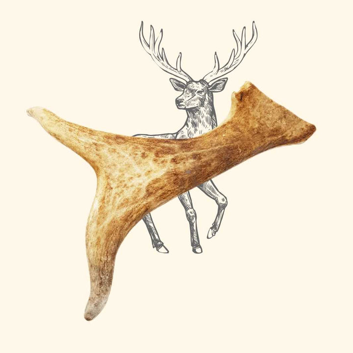 Bois de daim - friandise_naturelle_pour_chien - TRUFFE DÉLICE