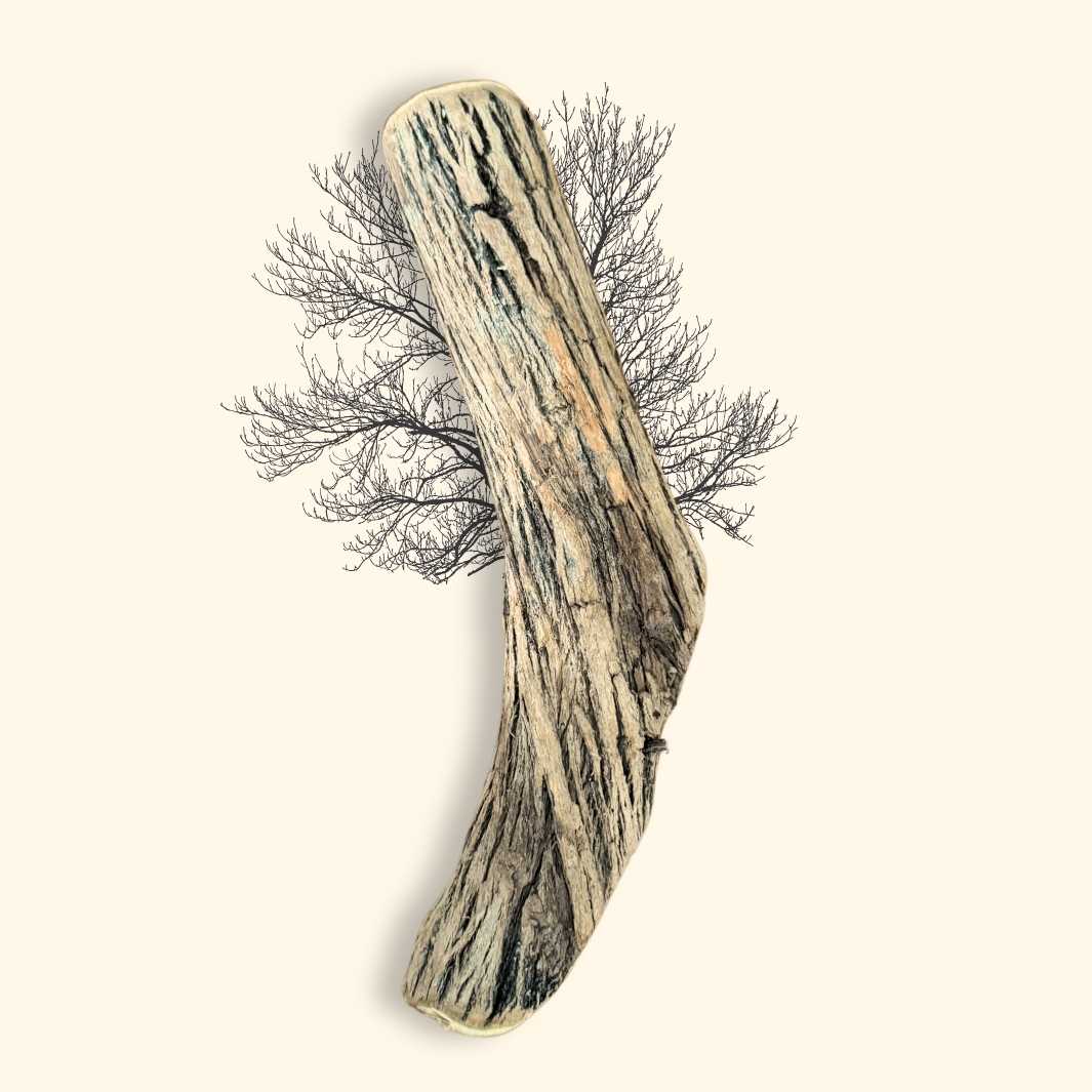 Bois de Sekelbos - friandise_naturelle_pour_chien - TRUFFE DÉLICE